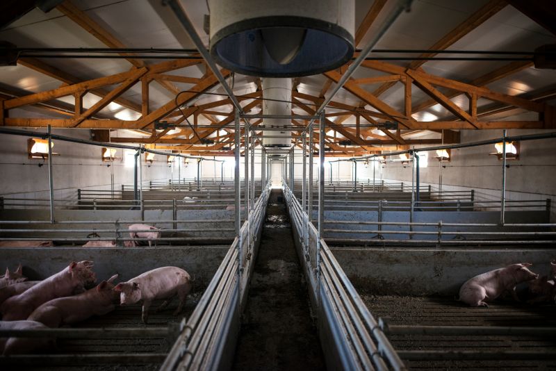 Commercial swine facility with pigs housed in separate pens