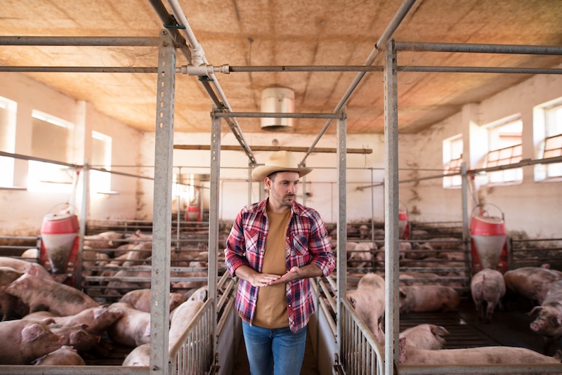 Common Applications for Needle-Free Vaccination in Livestock Operations