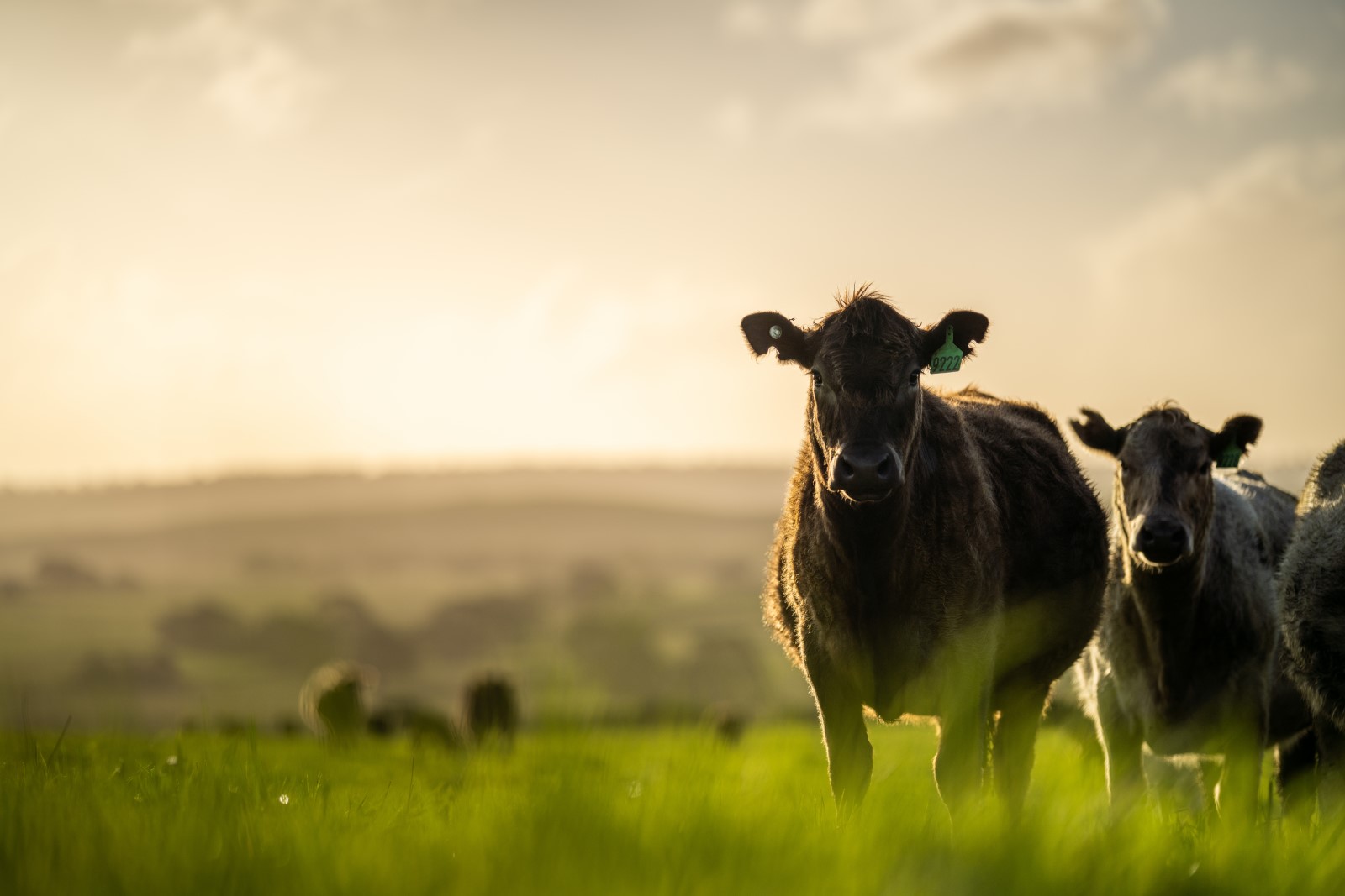 careful considerations must be taken when choosing the best repeater syringe for cattle and livestock